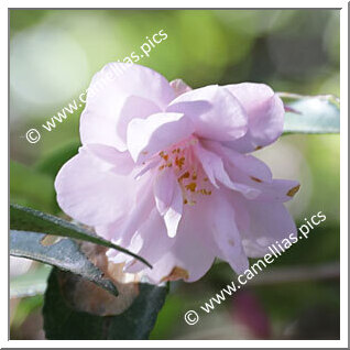 Camellia Hybrid 'Our Melissa'