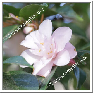 Camellia Hybrid 'Our Melissa'