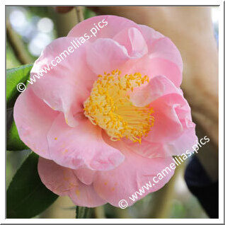 Camellia Japonica 'Pink Gold'