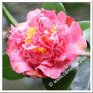 Camellia Hybrid 'Pristine Fragrance'