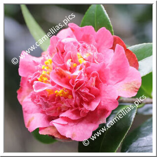 Camellia Hybrid 'Pristine Fragrance'