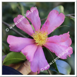 Camellia Sasanqua 'Red Willow'