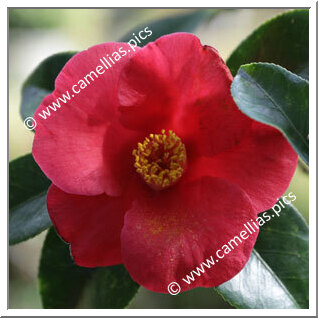 Camellia Japonica 'Robin'