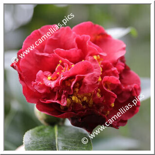 Camellia Hybrid 'Scentimental'