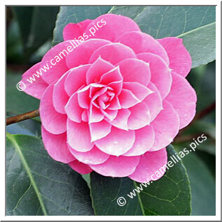 Camellia Hybrid C.x williamsii 'Shocking Pink'