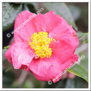 Camellia Hybrid 'Smooth Fragrance'