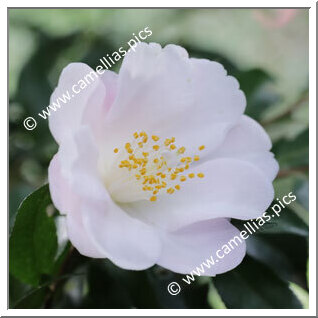 Camellia Hybrid 'Sugar'n'Spice'