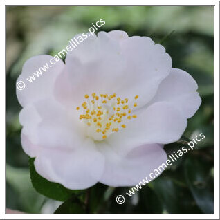 Camellia Hybrid 'Sugar'n'Spice'