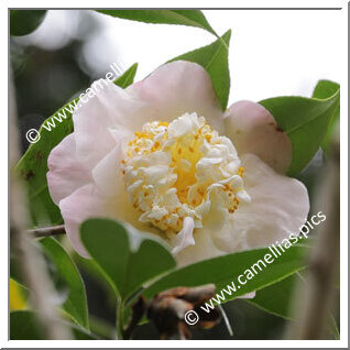 Camellia Hybrid 'Sweet Emma'