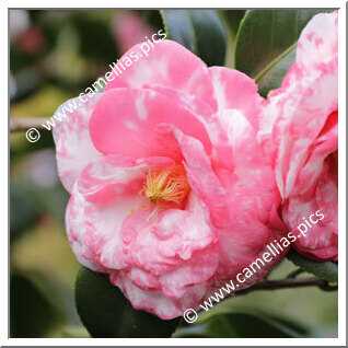 Camellia Japonica 'Tabbs'