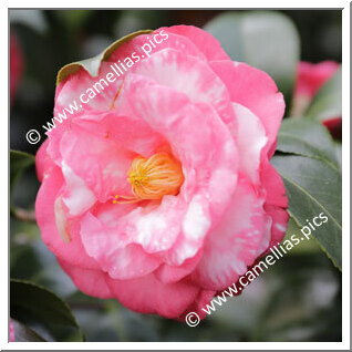 Camellia Japonica 'Tabbs'