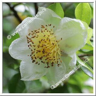 Camellia Species C. taliensis