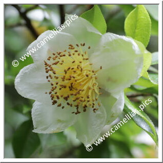 Camellia Species C. taliensis