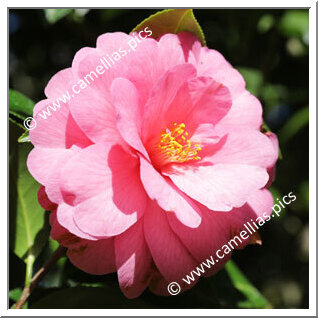 Camellia Hybrid C.x williamsii 'Taylor Maid'