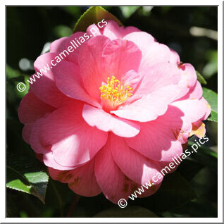 Camellia Hybrid C.x williamsii 'Taylor Maid'