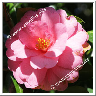 Camellia Hybrid C.x williamsii 'Taylor Maid'