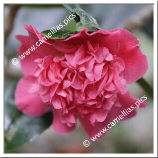 Camellia Hybrid 'Top Fragrance'