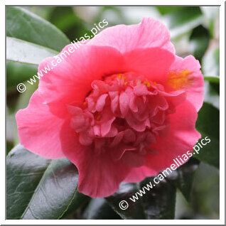 Camellia Hybrid 'Top Fragrance'