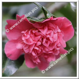 Camellia Hybrid 'Top Fragrance'