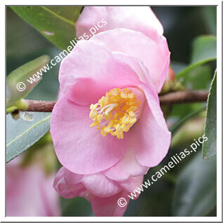 Camellia Hybrid 'Transpink'