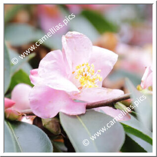 Camellia Hybrid 'Transpink'