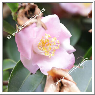 Camellia Hybrid 'Transpink'