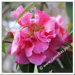 Camellia Hybrid C.reticulata  'Trevor Lennard'