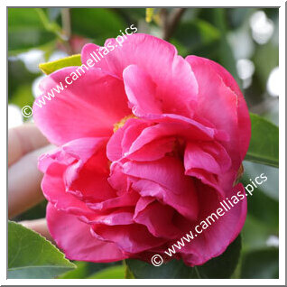 Camellia Hybrid C.reticulata  'Trevor Lennard'