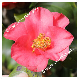 Camellia Japonica 'Waverley'