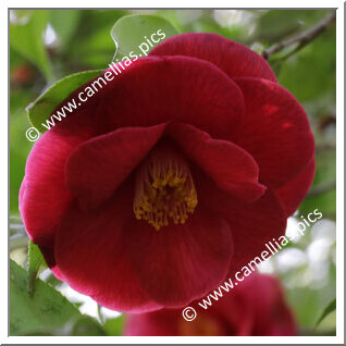 Camellia Japonica 'Wendy'