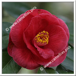 Camellia Japonica 'Wendy'