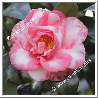 Camellia Japonica 'William Spragg'