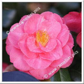 Camellia Japonica 'William Spragg'