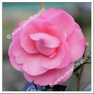 Camellia Hybrid 'Winter Celebration'