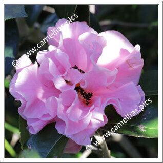 Camellia Reticulata 'Winter's Own'