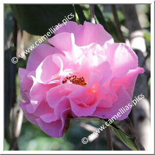 Camellia Reticulata 'Winter's Own'