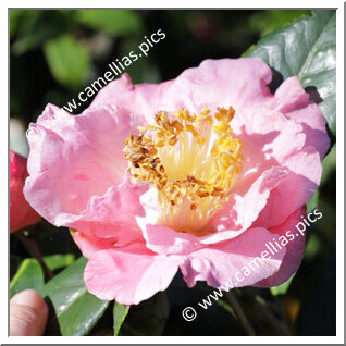 Camellia Japonica 'Adelina Sargent'