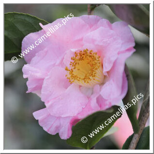 Camellia Japonica 'Adelina Sargent'