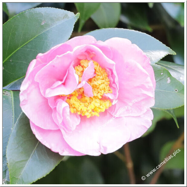 Camellia Hybrid 'Ailsa James'