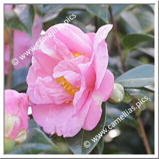 Camellia Hybrid 'Ailsa James'