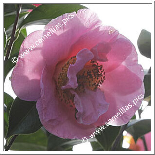 Camellia Hybrid 'Ailsa James'