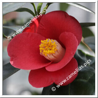 Camellia Japonica 'Akaseiôbo'