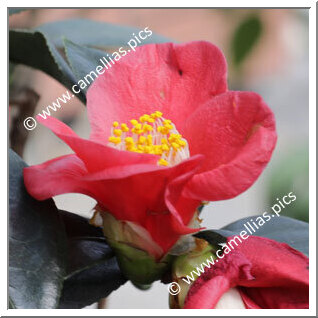 Camellia Japonica 'Akaseiôbo'