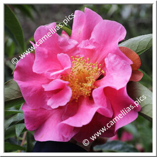 Camellia Reticulata 'Alice Collins'