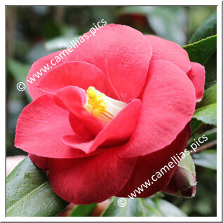 Camellia Japonica 'Ama-obune'