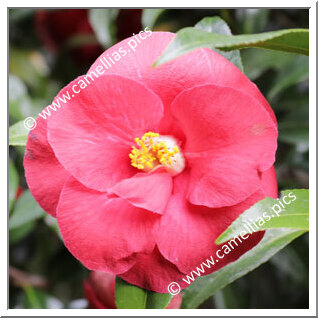 Camellia Japonica 'Ama-obune'