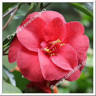 Camellia Japonica 'Ama-obune'