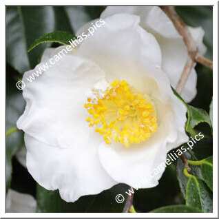 Camellia Japonica 'Amabilis'
