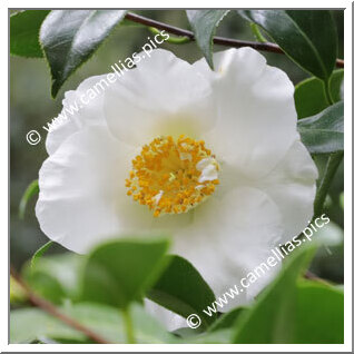 Camellia Japonica 'Amabilis'