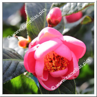 Camellia Species C. amplexicaulis